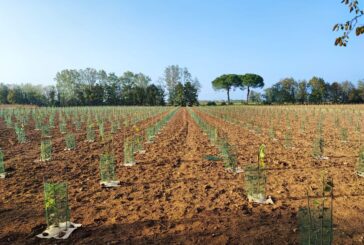 A Udine un nuovo bosco urbano da 3 mila piante