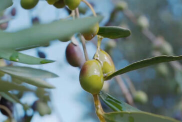 Olio, produzione in calo del 30%