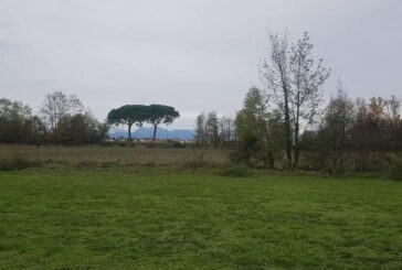 A Udine nasce un bosco urbano da oltre 3 mila piante