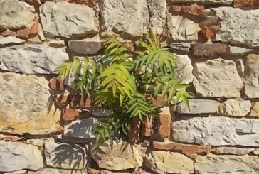 L’ailanto dei Chigi Saracini a Castelnuovo