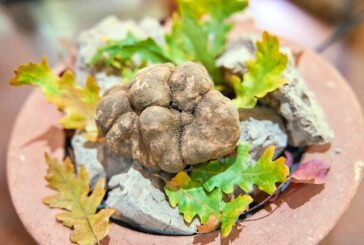 Tartufo bianco delle Crete Senesi: alta qualità per quest’anno