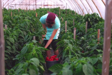 Ue, 186 milioni per promuovere l'agroalimentare di qualità