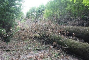 I lecci pericolanti della Villa Chigi Saracini a Castelnuovo
