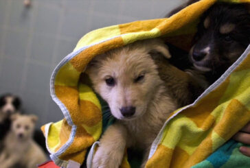 Un Comune campano premia i cittadini che adottano un cane