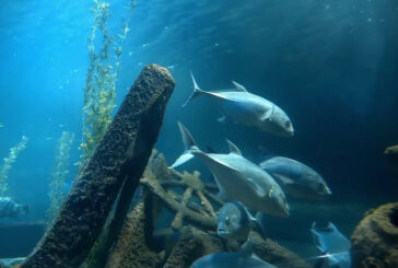 Dall'Ue un milione per la pesca sostenibile
