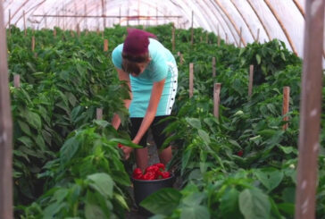Agricoltura, 9 miliardi per la Pac