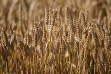 Agricoltura, nasce un fondo per la gestione dei rischi