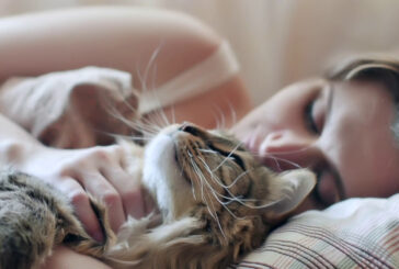 Fusa, pancia e coda, come comunicano i gatti