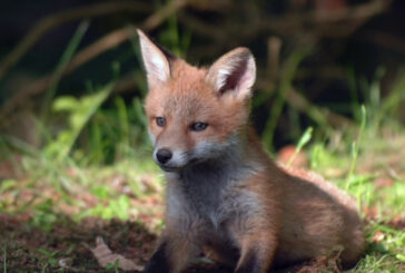 Animali selvatici, i limiti da rispettare