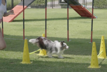 Un convegno sullo status di cane-atleta e la tutela del suo benessere