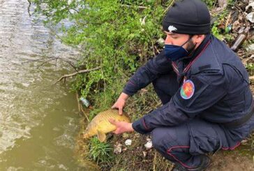 Bracconaggio ittico a Chiusi: intervengono i Carabinieri Forestali