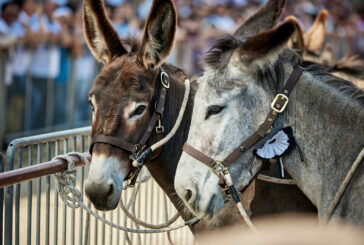 Torrita di Siena verso la corsa del 66° Palio dei Somari