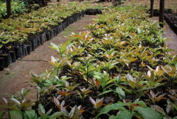 Assessore Colella: “Anche la cultura può essere sostenibile”