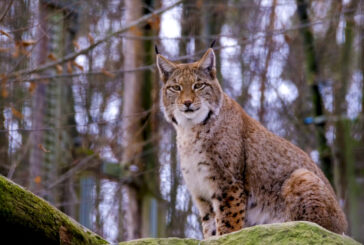 Al via un progetto per salvare la lince