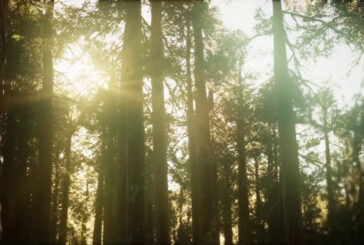 Foreste e legno, 3,6 milioni di occupati in Europa