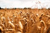 Coldiretti Toscana: “Grano: un ettaro su 5 lasciato incolto”