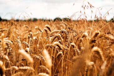 Il prezzo della pasta aumenta del 18% ma il grano duro per produrla va giù del 30%