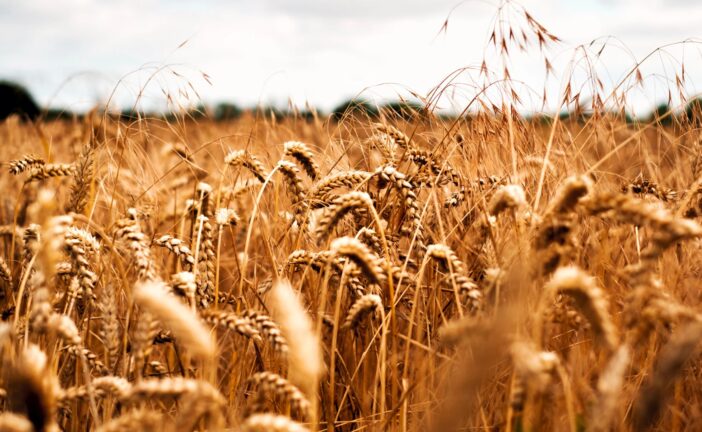 Coldiretti Toscana: “Grano: un ettaro su 5 lasciato incolto”