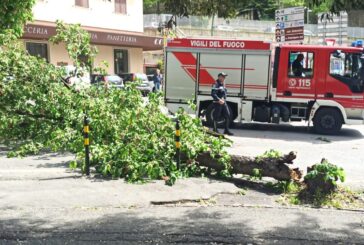 Albero cade sulla strada tra via Diaz e via Sauro