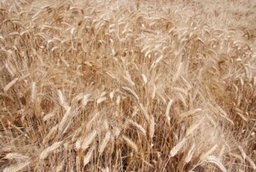 Ucraina, prorogato per due mesi l'accordo per l'esportazione del grano