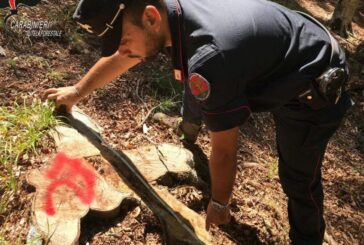 I Carabinieri Forestali accertano irregolarità in un cantiere boschivo a Sarteano