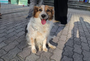 Pet Camper tour torna "on the road"