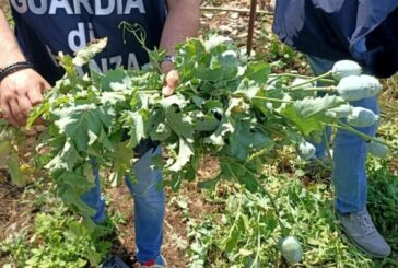 La Guardia di Finanza sequestra 279 piante di papavero da oppio