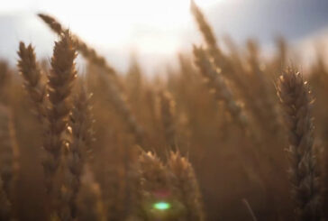 La guerra del grano minaccia il prezzo della pasta