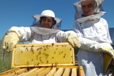 Bee Day. Coldiretti: “L’alveare toscano continua a crescere, raddoppiano gli apicoltori”