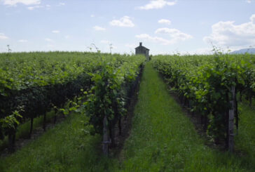 Al via "FreeCO2", imprese vitivinicole più sostenibili
