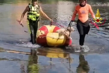 Vigili del fuoco salvano cane in pericolo sul fiume Serchio a Lucca