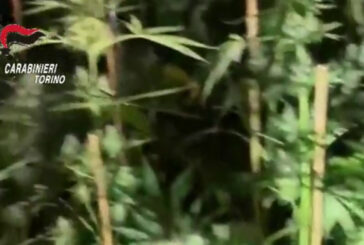 Coltivavano marijuana, denunciata una famiglia nel Torinese