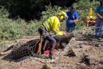 Cavallo scivola nel canalone nell'Imperiese, salvato con l'elicottero