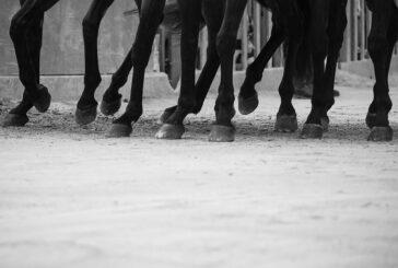 Palio: le altre due mosse