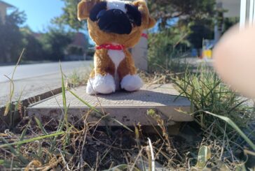 Cartelli e peluches: ecco la campagna di sensibilizzazione della Foresta che Avanza