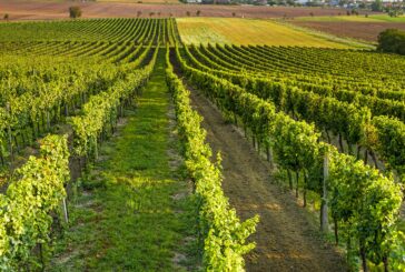 Tutti in vigna per vivere il fascino della vendemmia