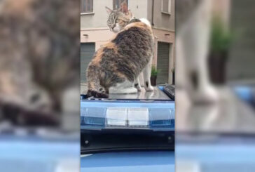 Festa del gatto, giro in volante per la mascotte della polizia Romina