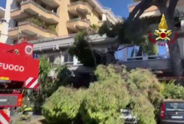 Cade un albero a Imperia, ferita una passante