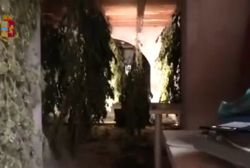 Sequestrate a Cagliari 1.300 piante di marijuana, un arrestato