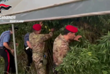 Mille piante di marijuana rinvenute nel reggino