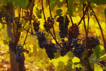 Vendemmia, produzione in calo
