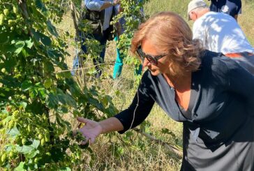 L’assessore Magi alla raccolta del luppolo nella valle di Follonica
