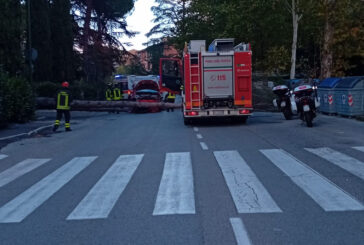 Cade un pino in via delle Province: colpita un’auto