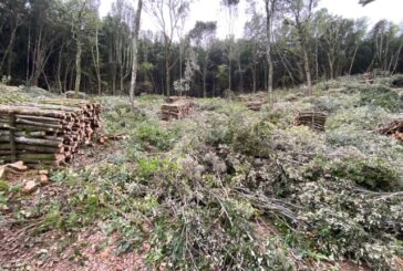 GrIG: “Riprendono i tagli boschivi sulla Montagnola Senese”