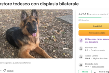 Buonconvento, centinaia di donazioni per Zora