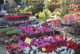 “Siena in Fiore”: torna la mostra mercato nei giardini della fontana di San Prospero