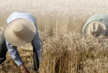 73° Giornata del Ringraziamento: Coldiretti Toscana fissa le celebrazioni