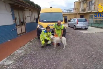 Napoli, cantonieri Anas salvano cane. Si cerca proprietario