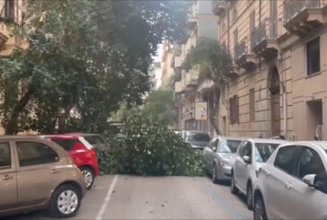 Alberi caduti per il forte vento a Palermo