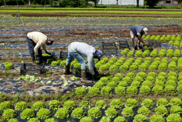 Giornata migranti. Coldiretti: “Senza di loro addio a un prodotto agricolo su due”